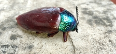 Sternocera