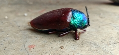 Sternocera
