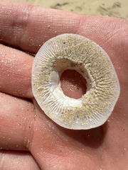 Chelonibia testudinaria