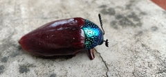 Sternocera