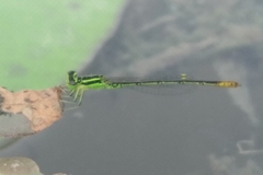 Agriocnemis kalinga