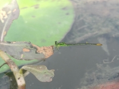Agriocnemis kalinga