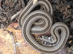 Psammophis crucifer