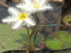 Agriocnemis kalinga