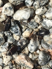 Dermestes frischii