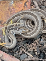 Psammophis crucifer