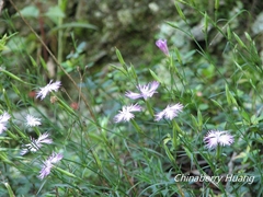 Dianthus longicalyx