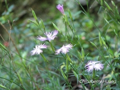 Dianthus longicalyx