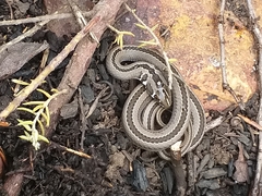 Psammophis crucifer