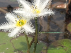 Agriocnemis kalinga