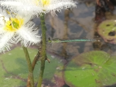Agriocnemis kalinga