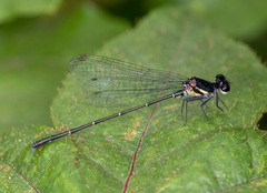 Onychargia atrocyana