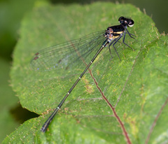 Onychargia atrocyana