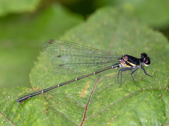 Onychargia atrocyana