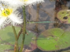 Agriocnemis kalinga