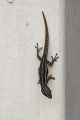 Lygodactylus capensis