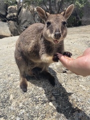 Petrogale mareeba