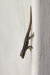 Lygodactylus capensis