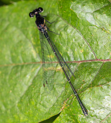 Onychargia atrocyana