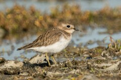 Charadrius bicinctus