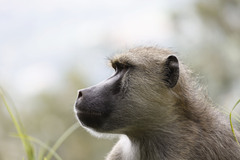 Papio cynocephalus