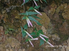 Tripterospermum luzonense