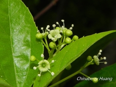 Viburnum propinquum