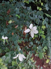 Bauhinia natalensis