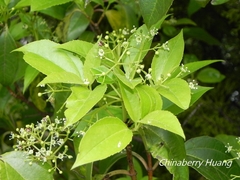 Viburnum propinquum