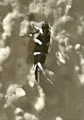 Macrobathra anacampta