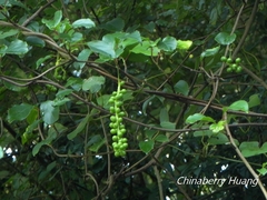 Schisandra arisanensis