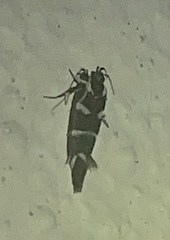 Macrobathra anacampta