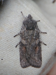 Lithophane antennata