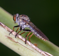 Ommatiini