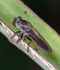 Ommatiini