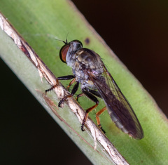 Ommatiini