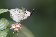Protogoniomorpha parhassus