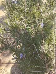Salvia rosmarinus