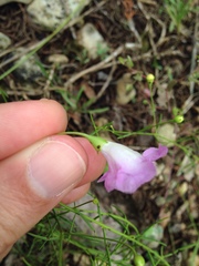 Agalinis strictifolia