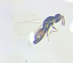 Diglyphus