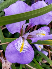 Iris unguicularis