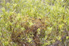 Cassytha ciliolata
