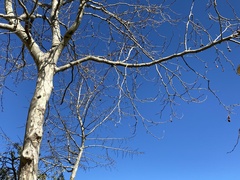 Platanaceae