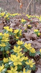 Eranthis