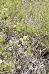 Crassula orbicularis