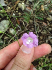 Agalinis strictifolia