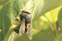 Xylocopa bombylans