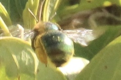 Xylocopa bombylans