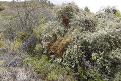 Tarchonanthus littoralis