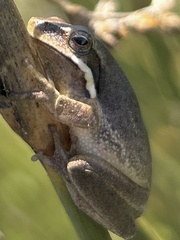 Litoria fallax